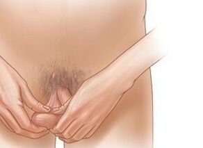 Jelking exercises to increase the penis