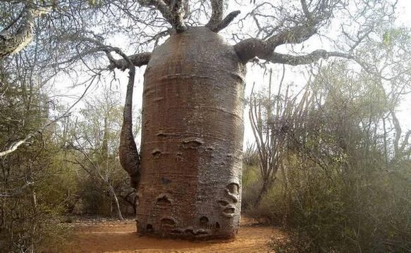 Thick tree trunk as imitation of an increase in the thickness of the penis